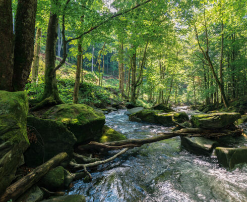 A stream with rocks runs through the forest.